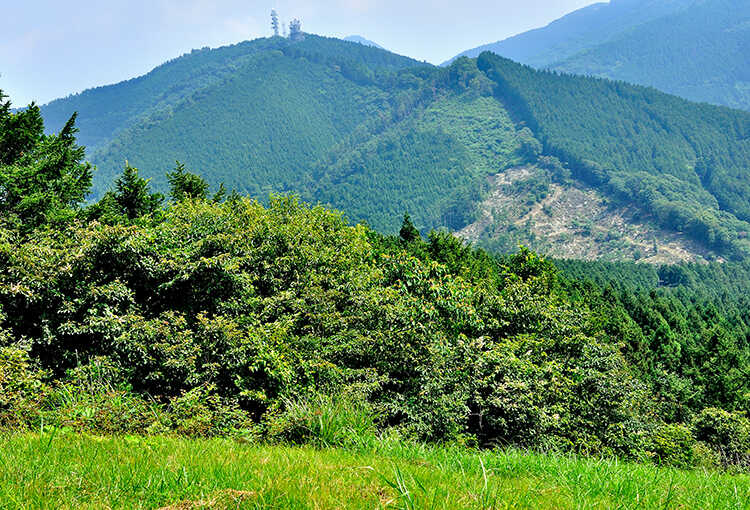 評価される山林の特徴